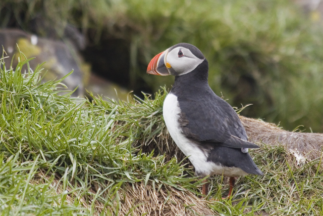 2011-07-04_14-54-37 island.jpg - Papageientaucher am Vogelfelsen bei Hfn